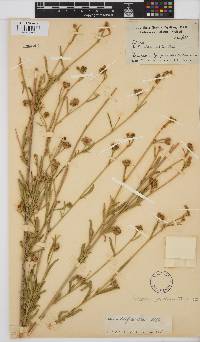 Hibiscus sulfuranthus image