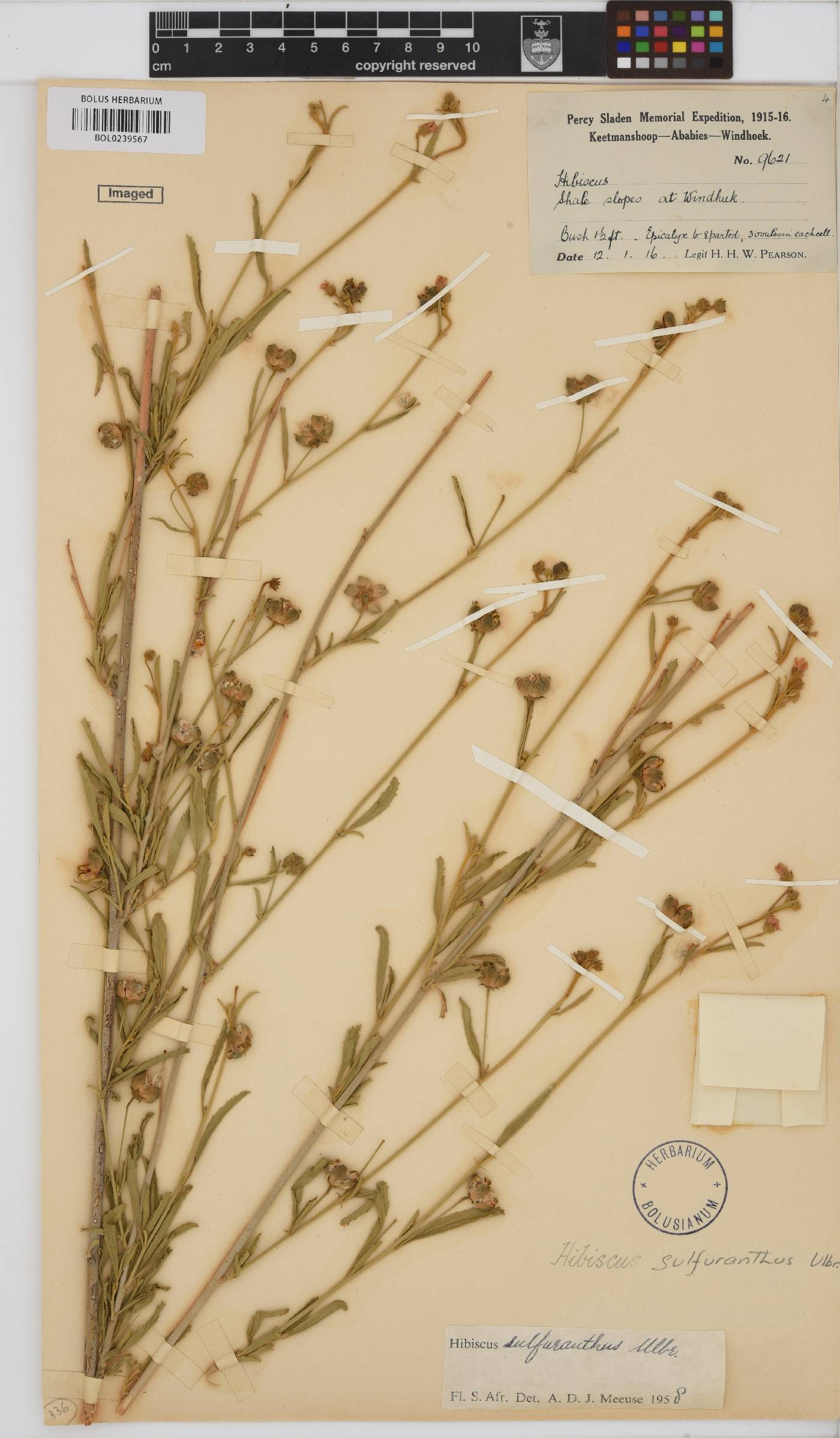Hibiscus sulfuranthus image