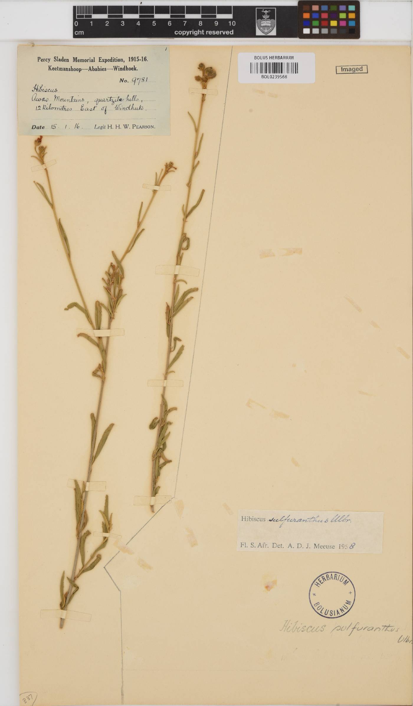 Hibiscus sulfuranthus image