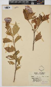 Hibiscus syriaca image