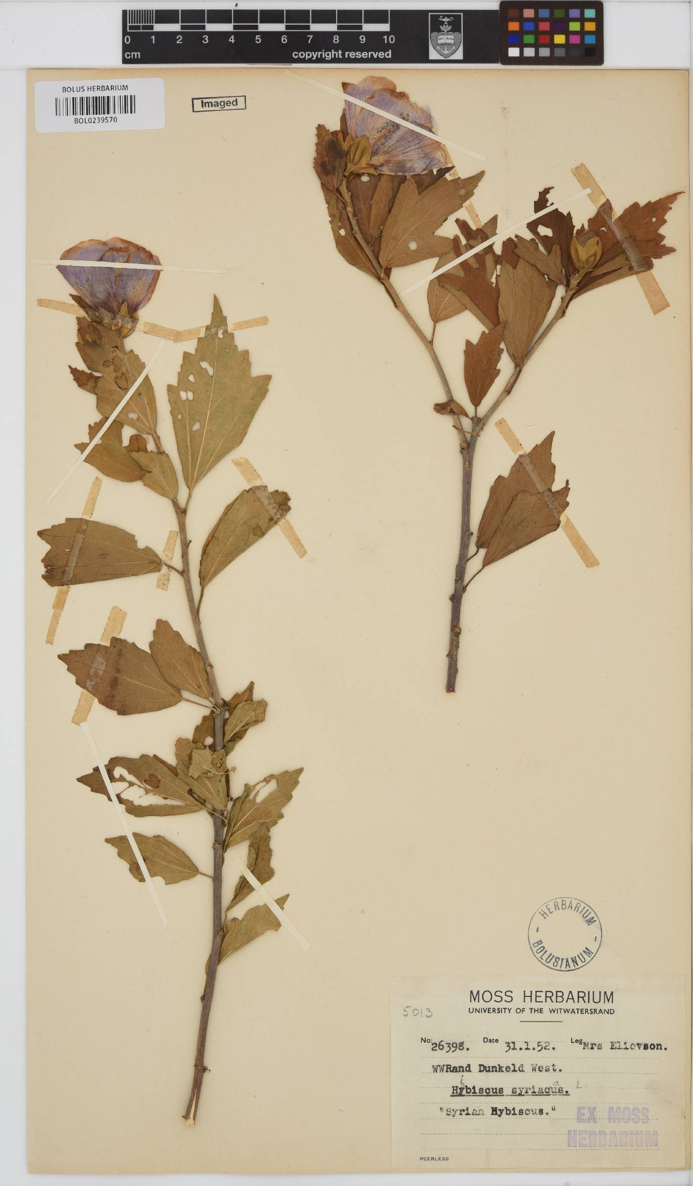 Hibiscus syriaca image