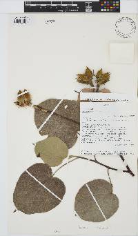 Hibiscus tiliaceus image