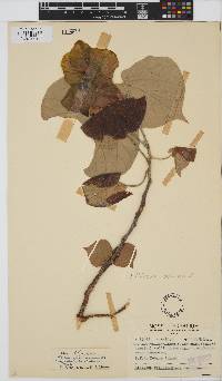 Hibiscus tiliaceus image