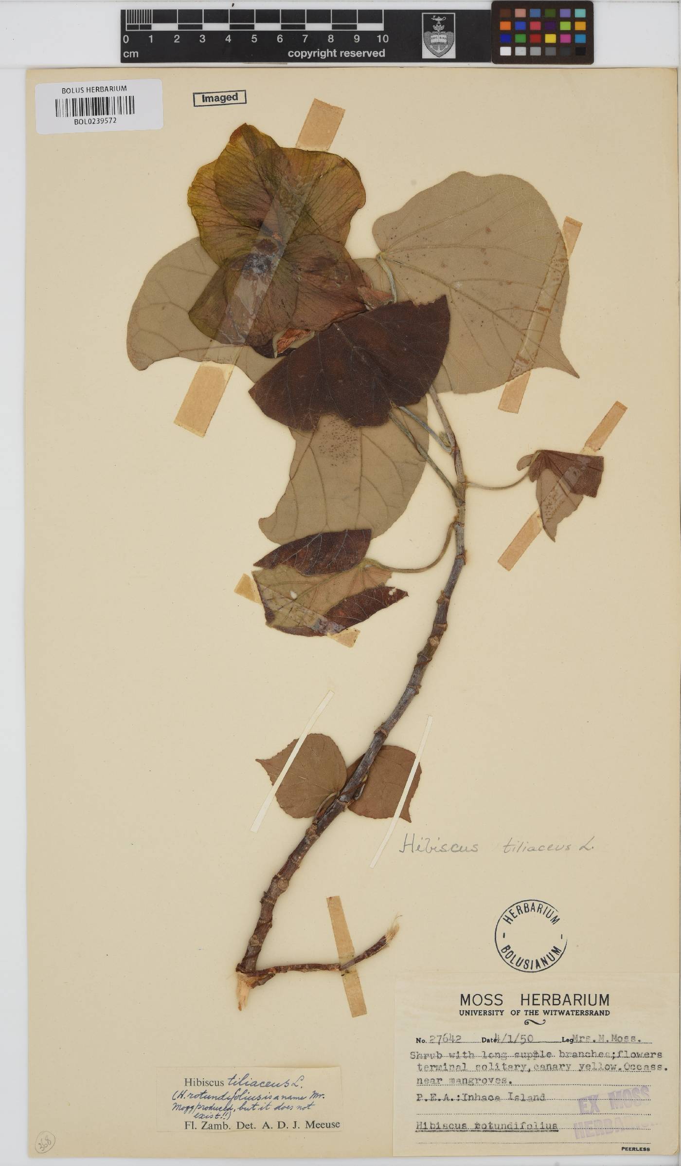Hibiscus tiliaceus image