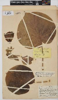 Hibiscus tiliaceus image