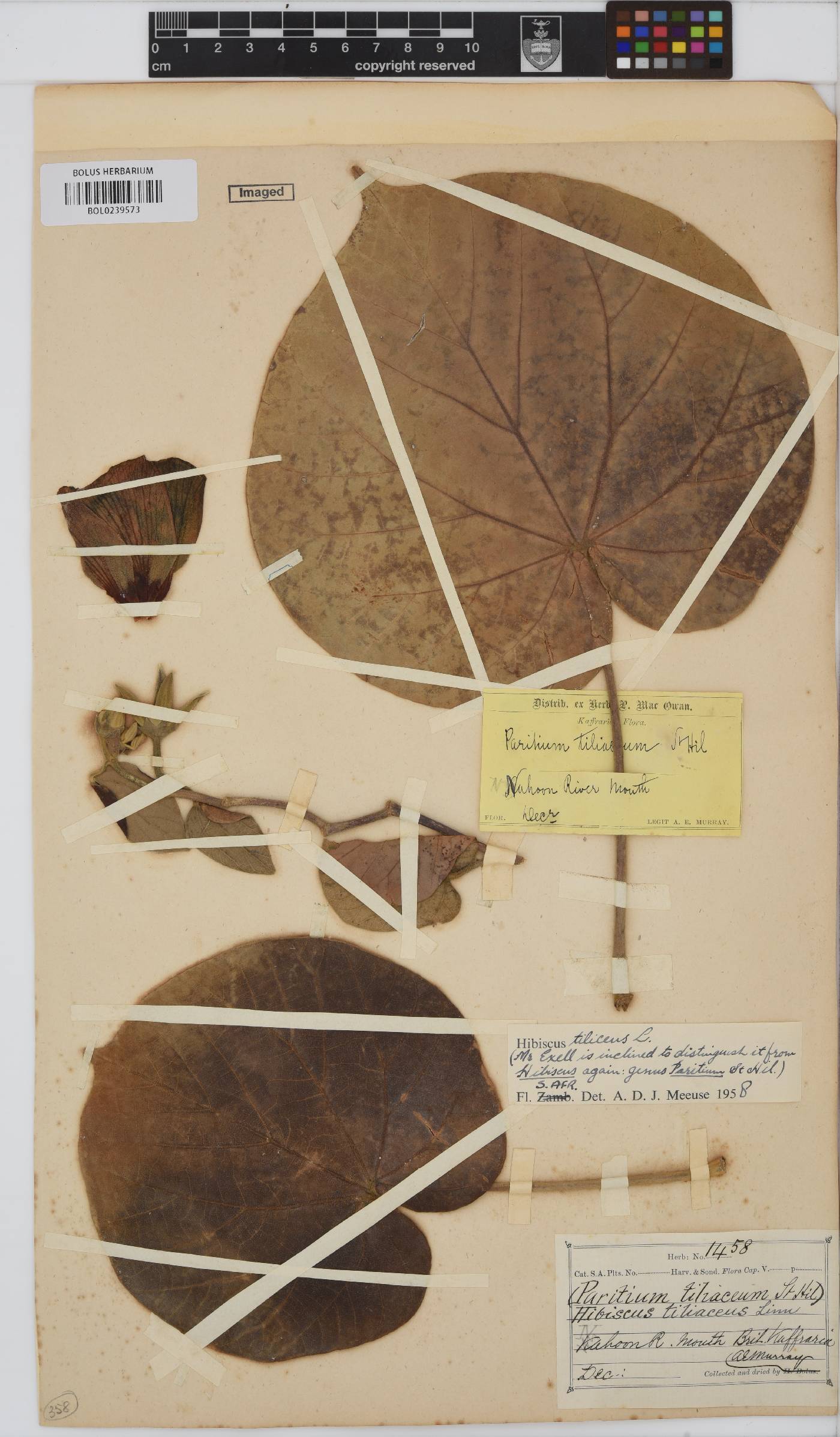 Hibiscus tiliaceus image