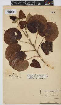 Hibiscus tiliaceus image
