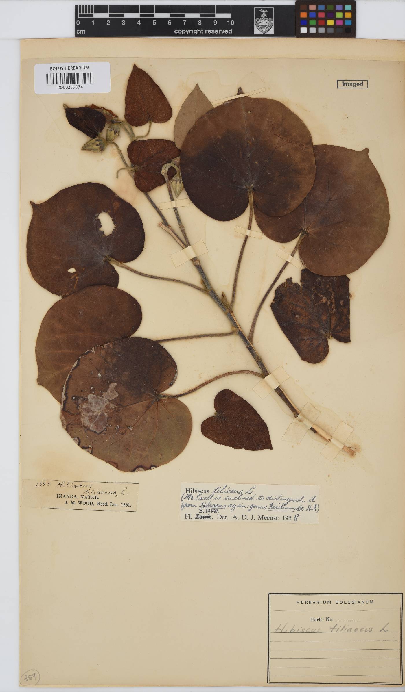 Hibiscus tiliaceus image
