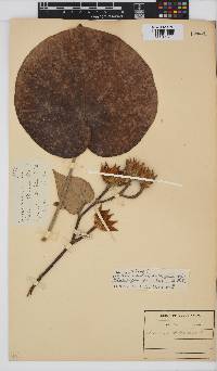 Hibiscus tiliaceus image