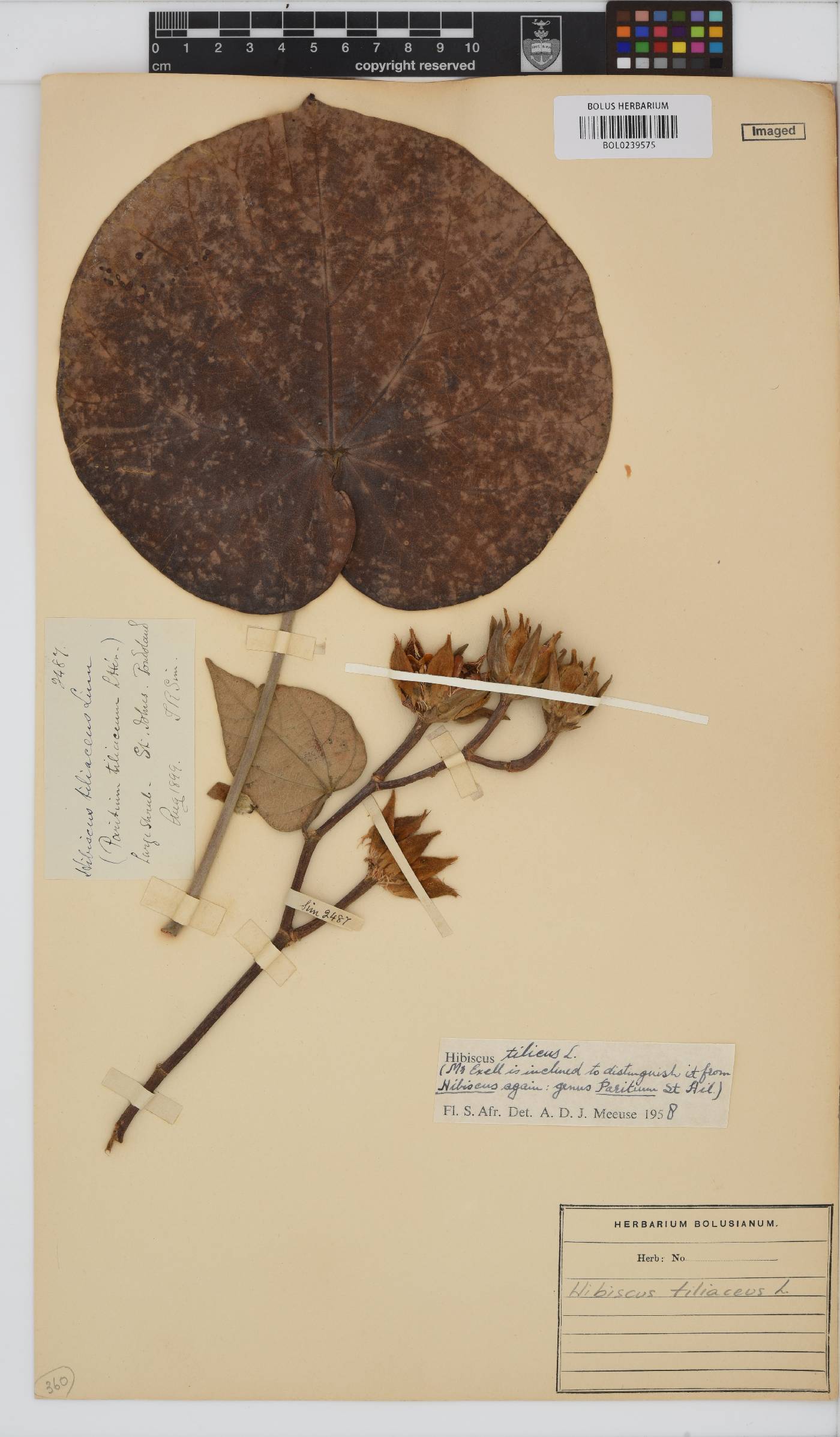 Hibiscus tiliaceus image