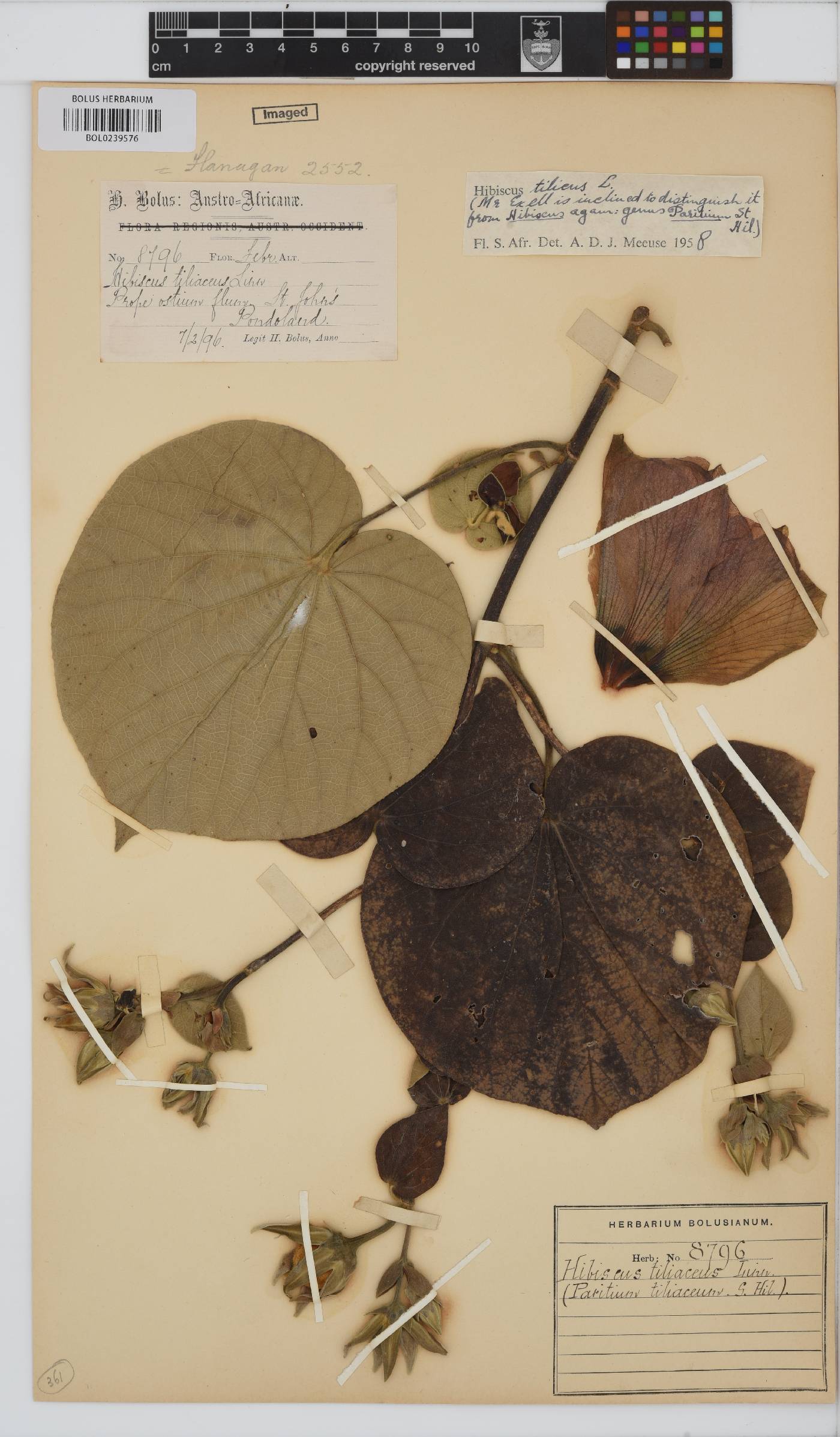 Hibiscus tiliaceus image