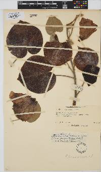 Hibiscus tiliaceus image