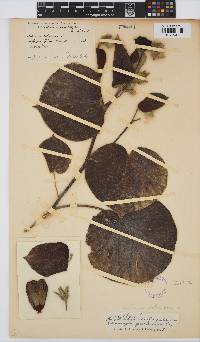 Hibiscus tiliaceus image