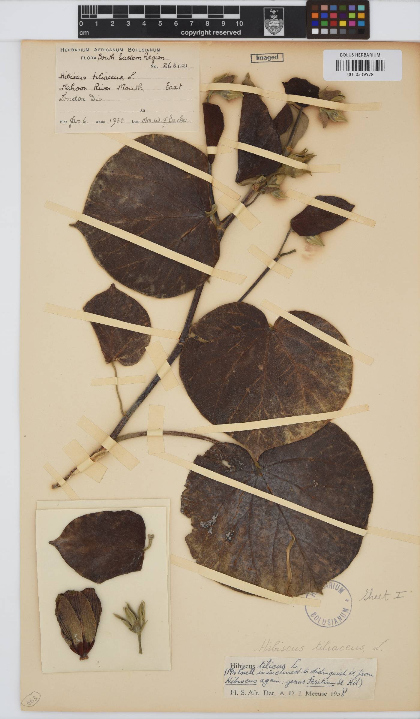 Hibiscus image