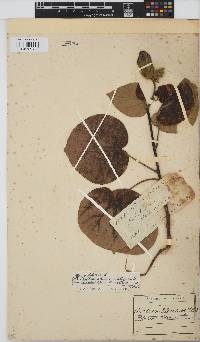 Hibiscus tiliaceus image