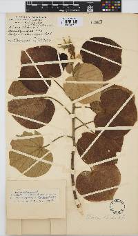 Hibiscus tiliaceus image