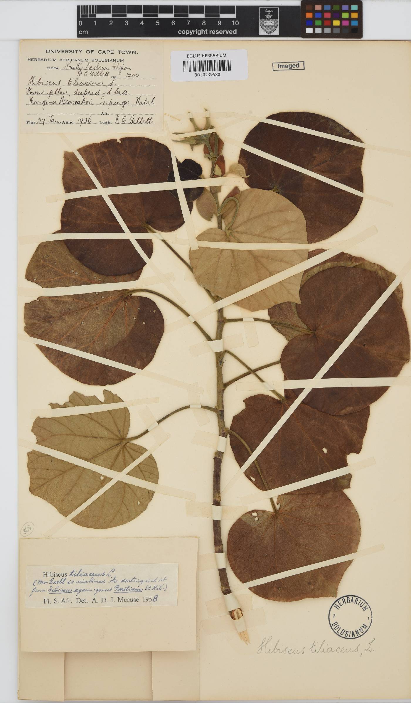 Hibiscus tiliaceus image
