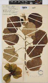 Hibiscus tiliaceus image