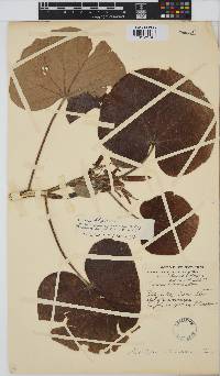 Hibiscus tiliaceus image