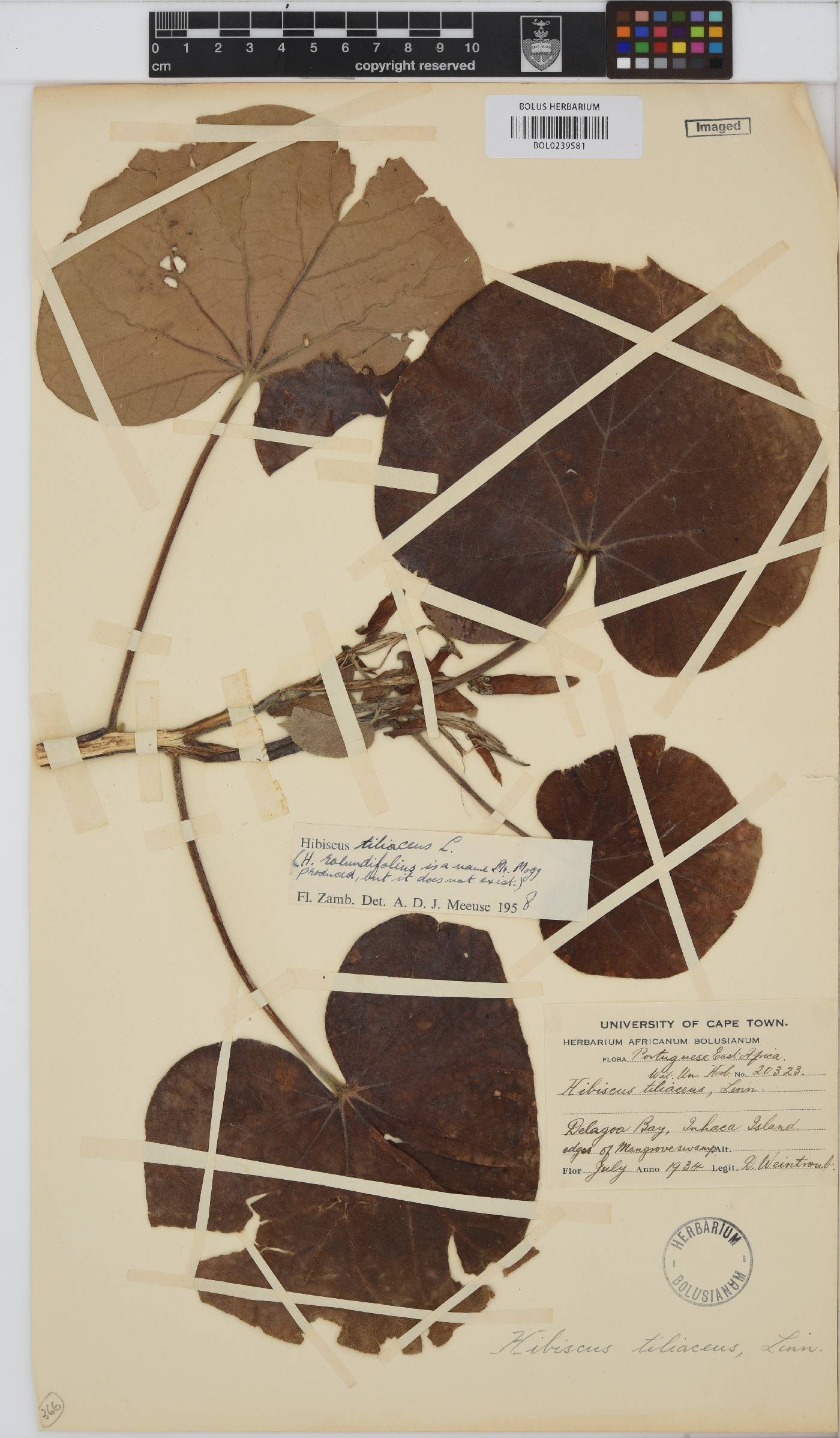 Hibiscus tiliaceus image