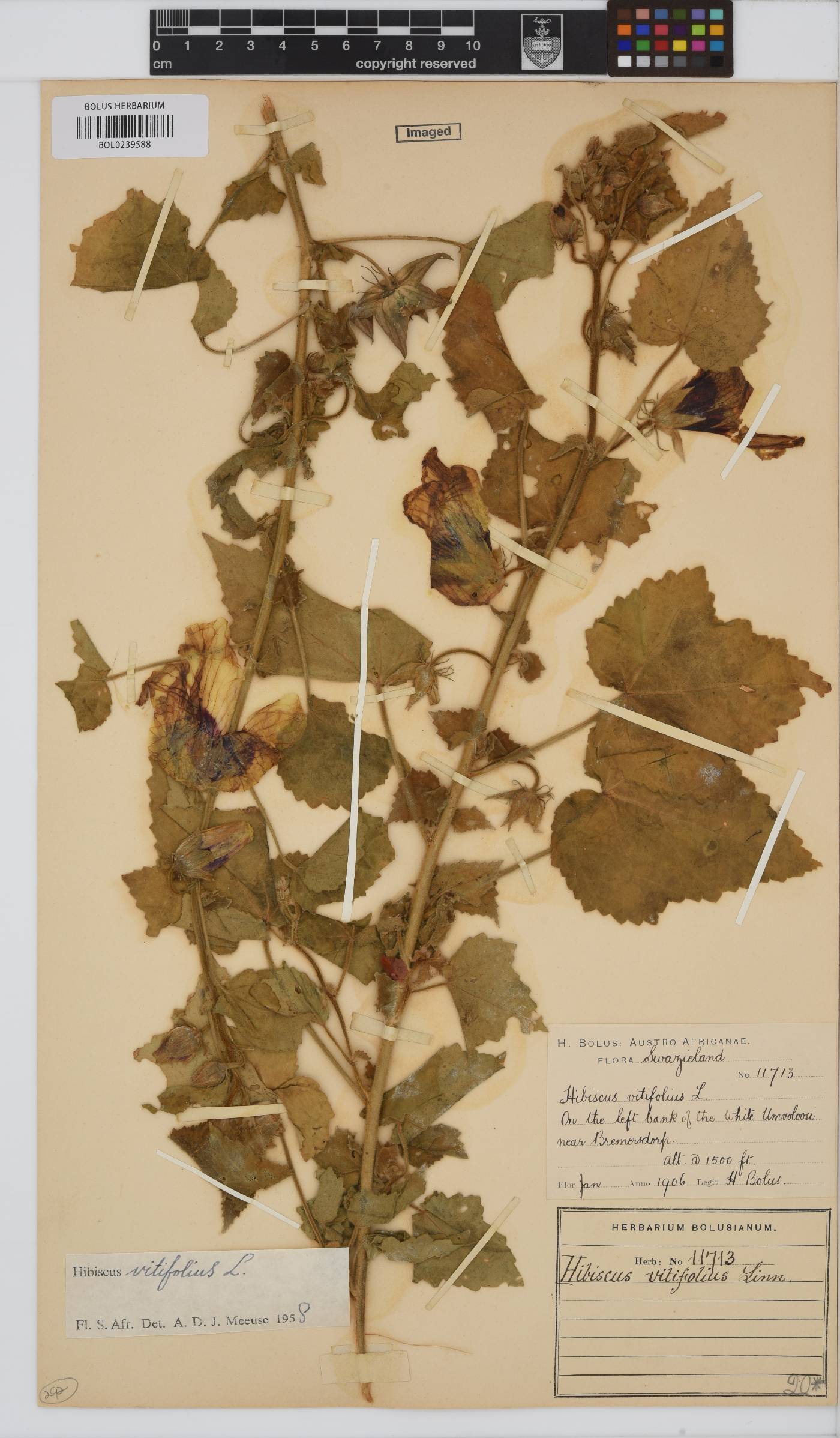 Hibiscus vitifolius subsp. vitifolius image