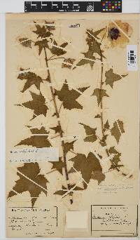 Hibiscus vitifolius image