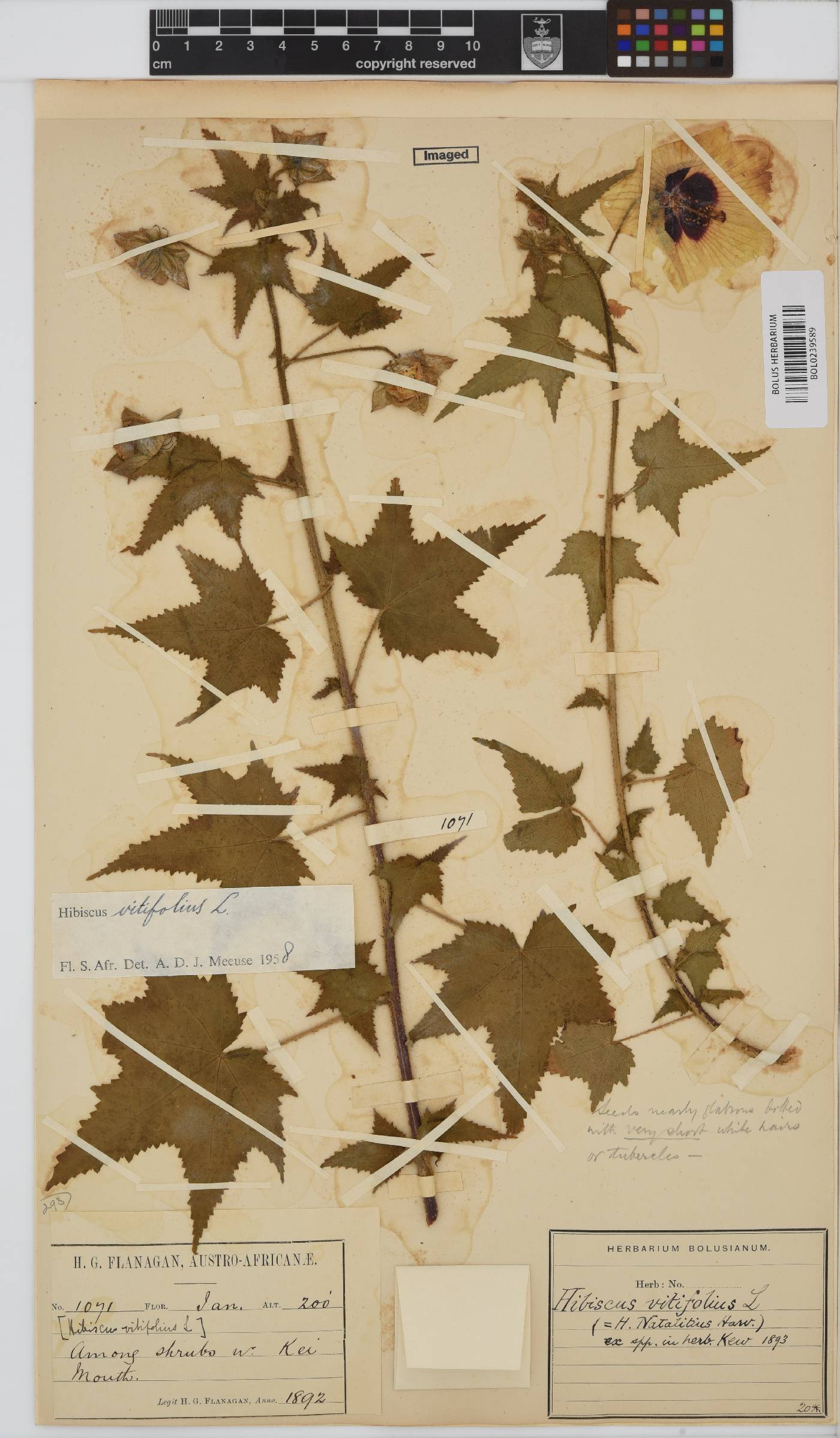 Hibiscus vitifolius subsp. vitifolius image
