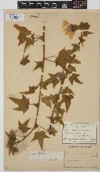 Hibiscus vitifolius subsp. vitifolius image