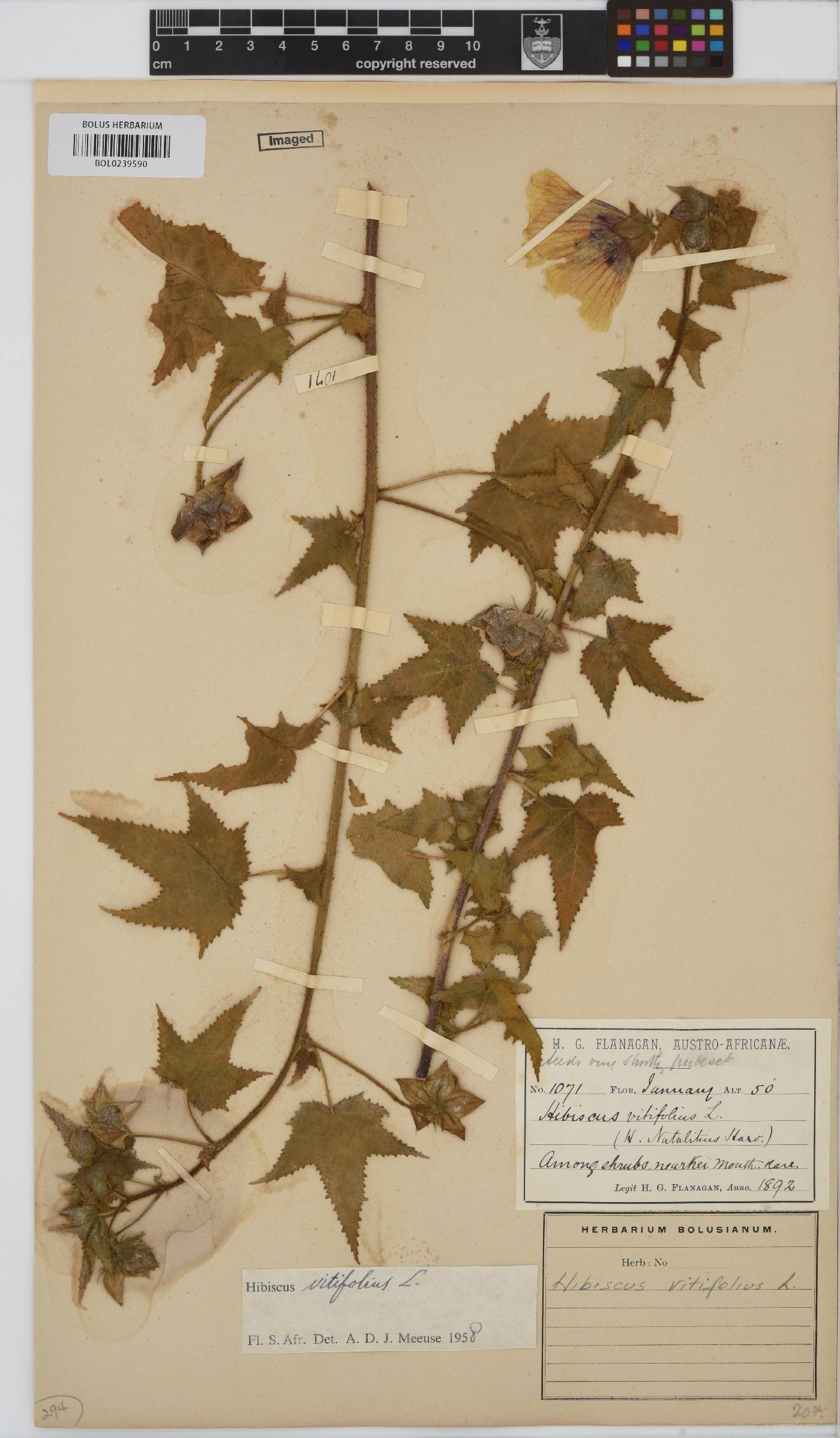 Hibiscus vitifolius subsp. vitifolius image