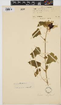 Hibiscus vitifolius subsp. vitifolius image