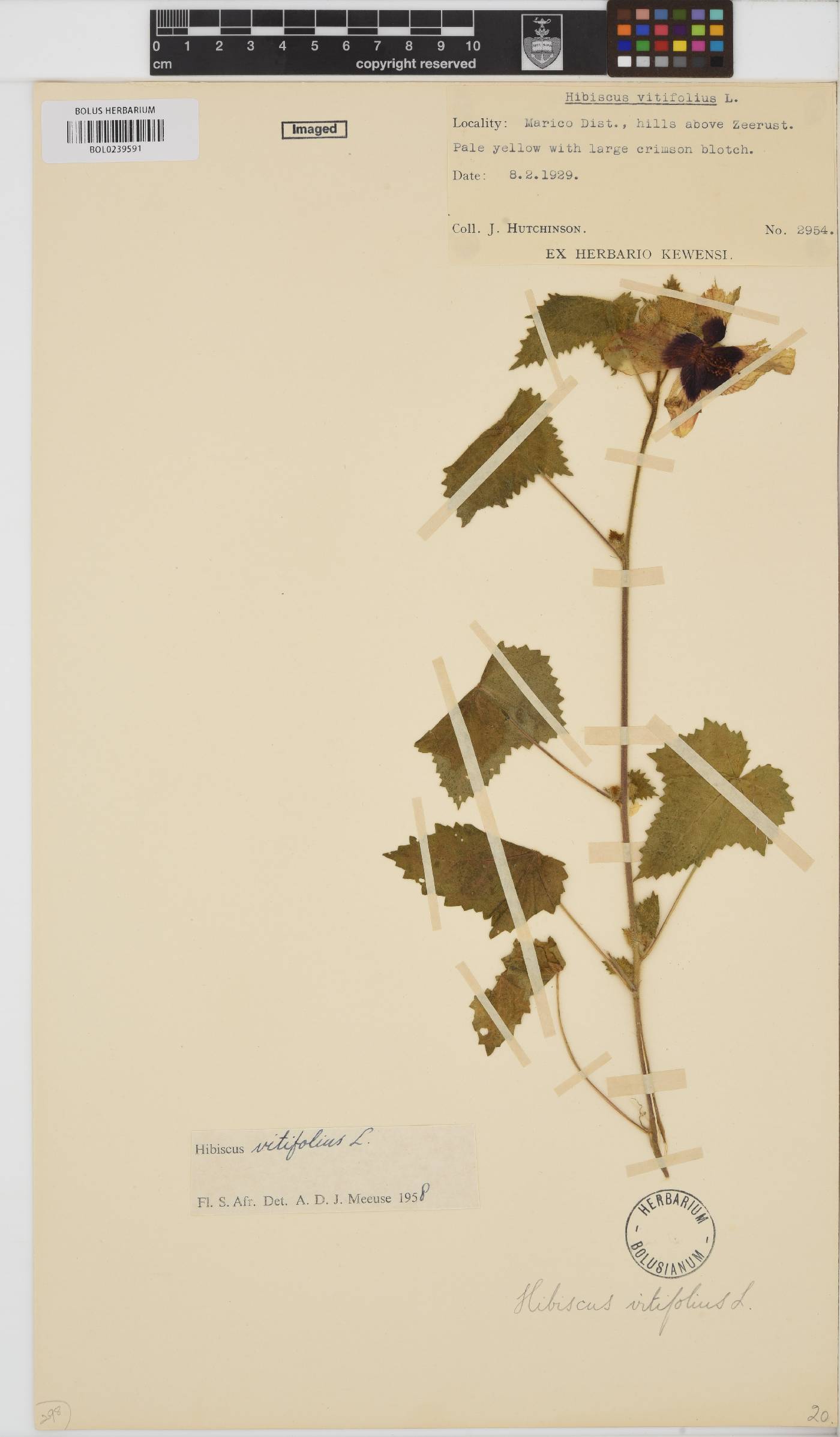 Hibiscus vitifolius image