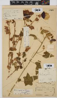 Hibiscus vitifolius subsp. vitifolius image