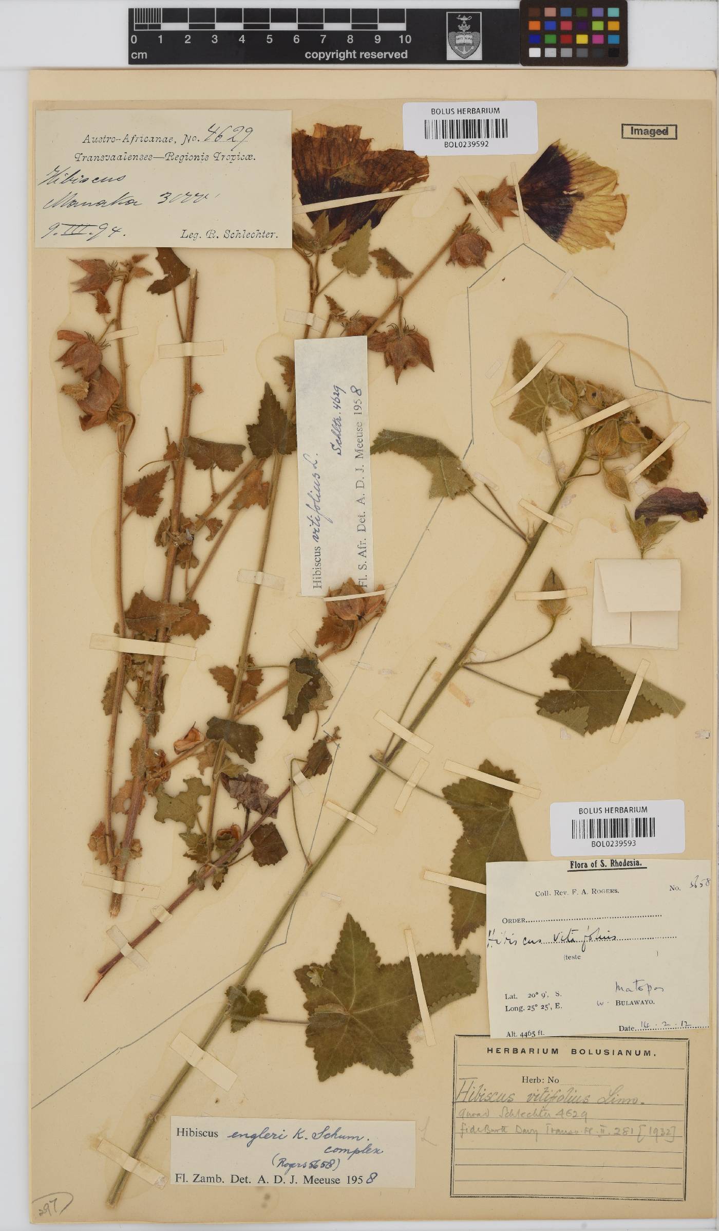 Hibiscus vitifolius subsp. vitifolius image