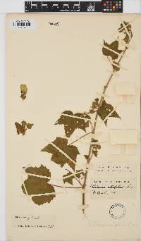 Hibiscus vitifolius subsp. vitifolius image