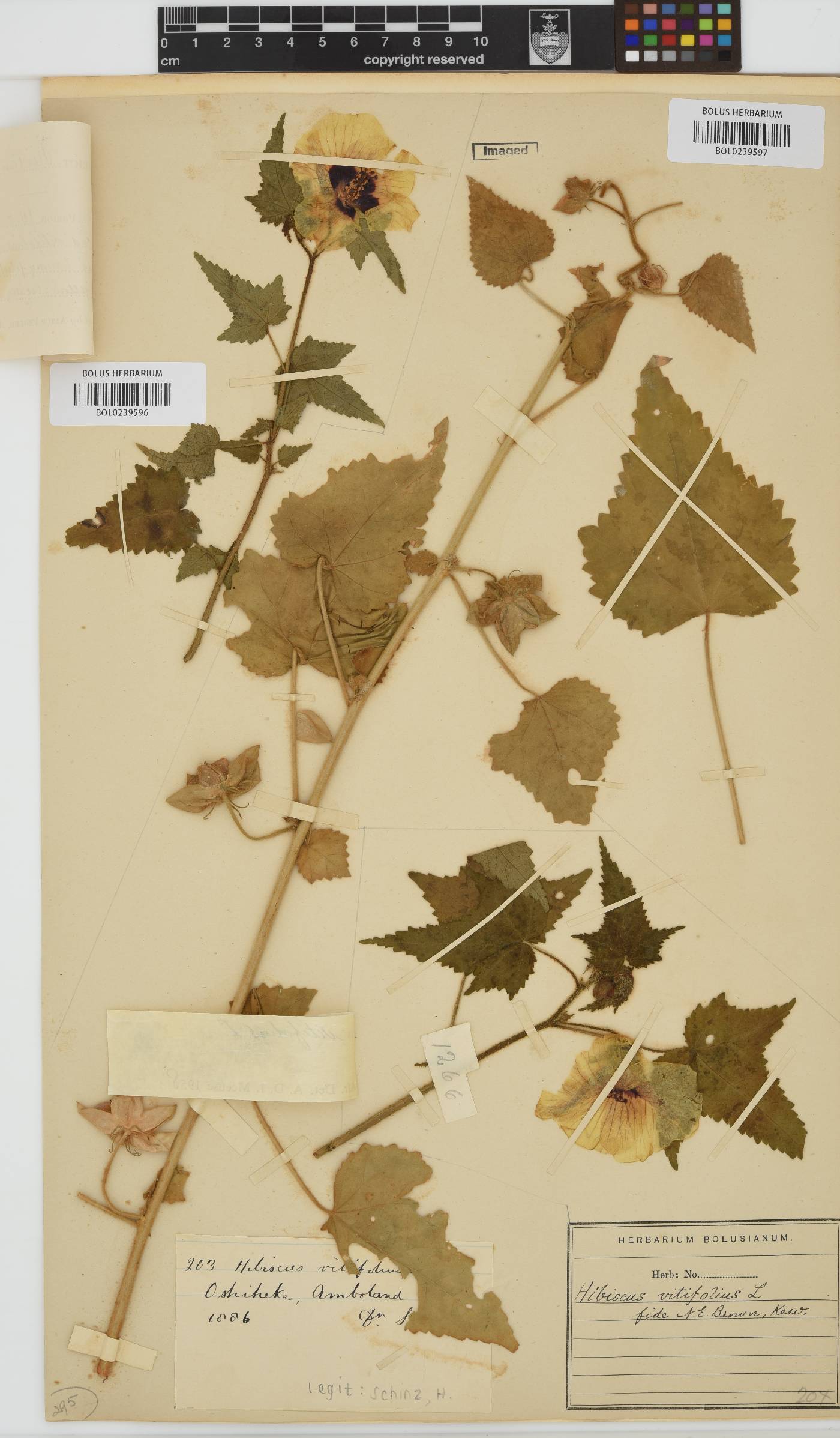 Hibiscus vitifolius subsp. vulgaris image