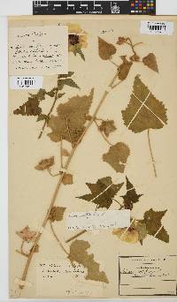 Hibiscus vitifolius image