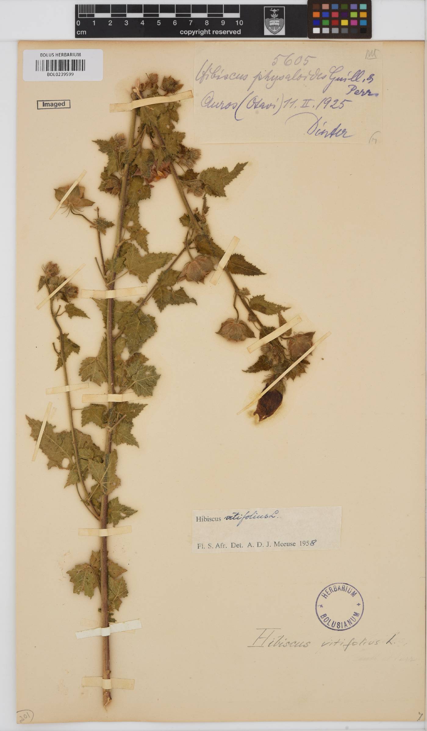 Hibiscus vitifolius subsp. vulgaris image