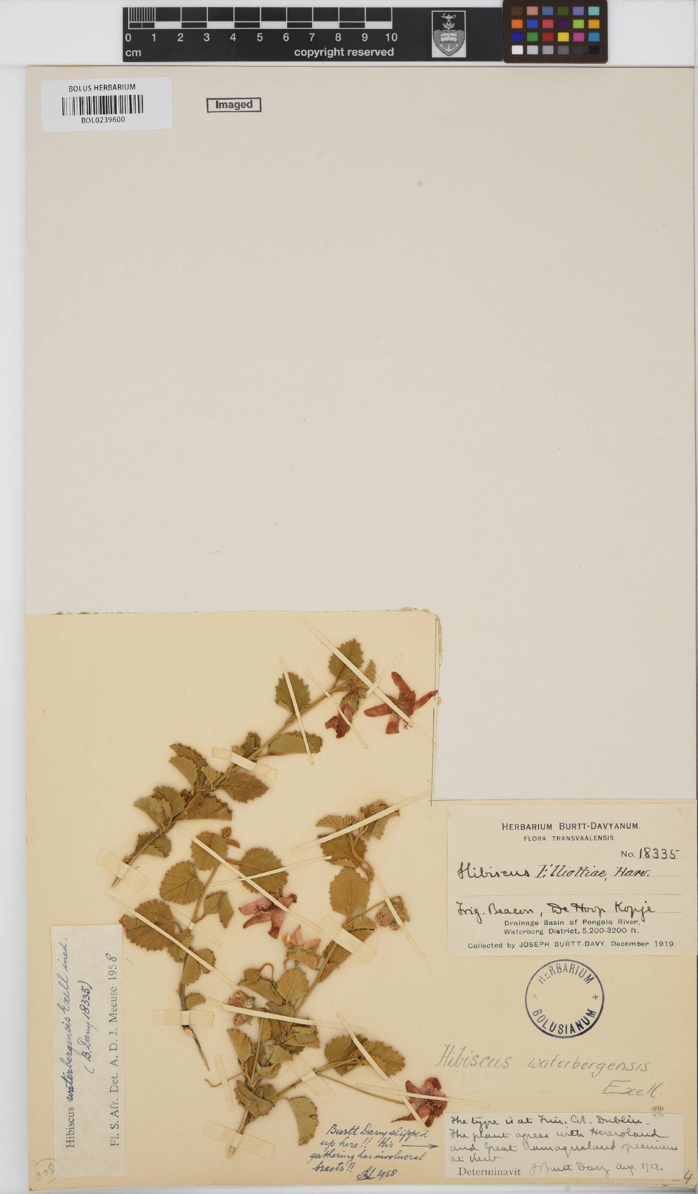 Hibiscus waterbergensis image
