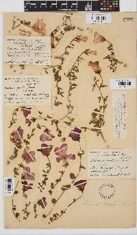 Hibiscus pusillus image