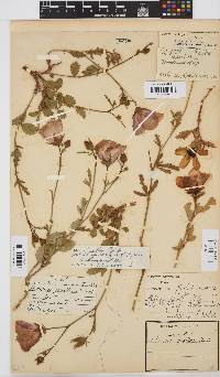Hibiscus pusillus image