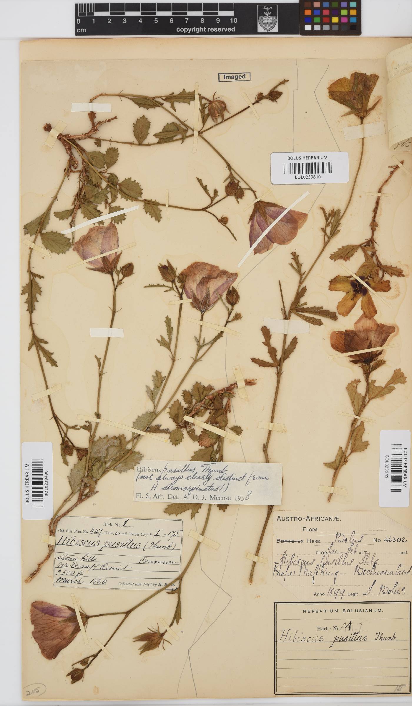 Hibiscus pusillus image