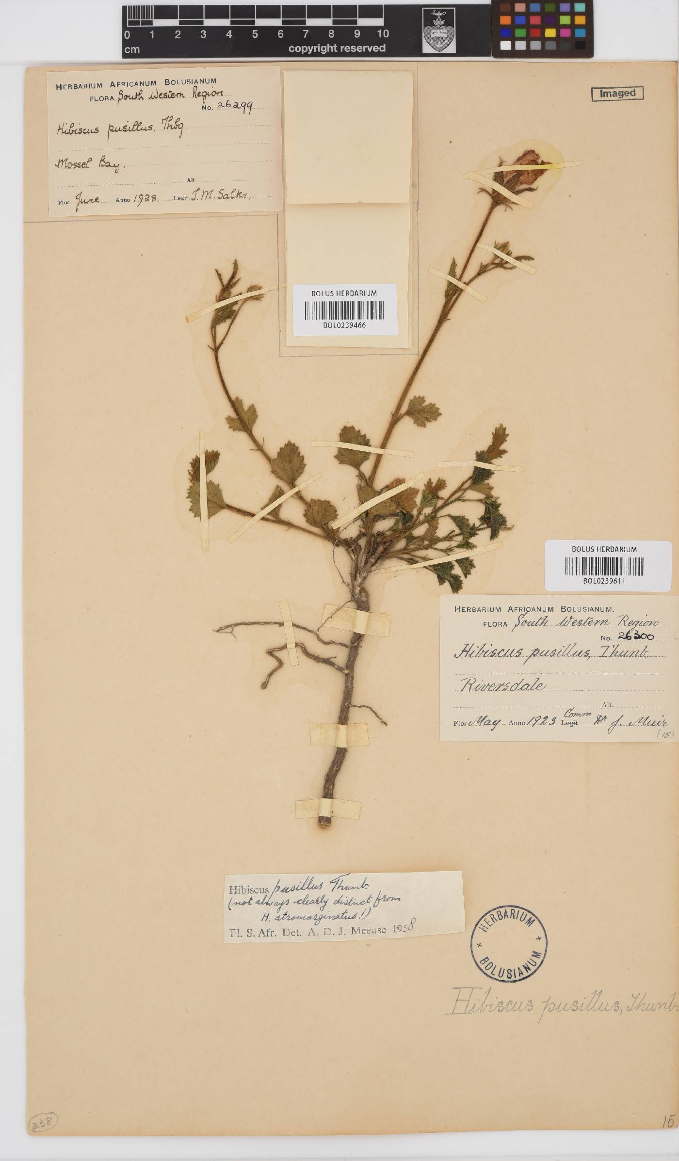 Hibiscus pusillus image
