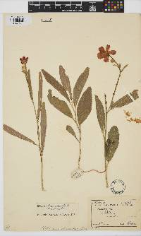 Hibiscus rhodanthus image