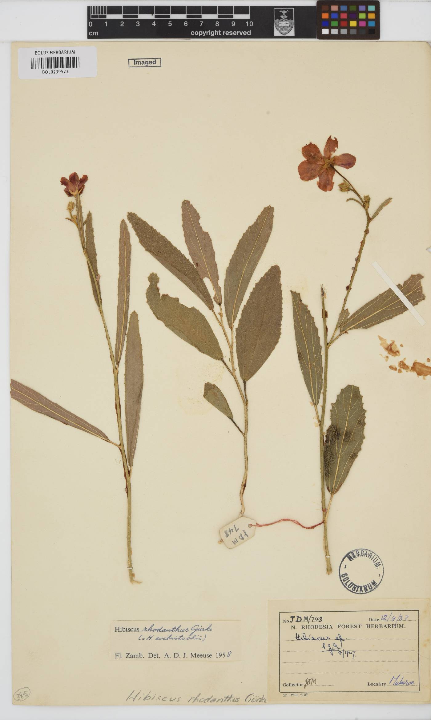 Hibiscus rhodanthus image