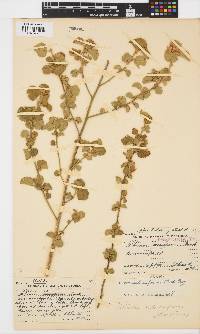 Hibiscus subreniformis image