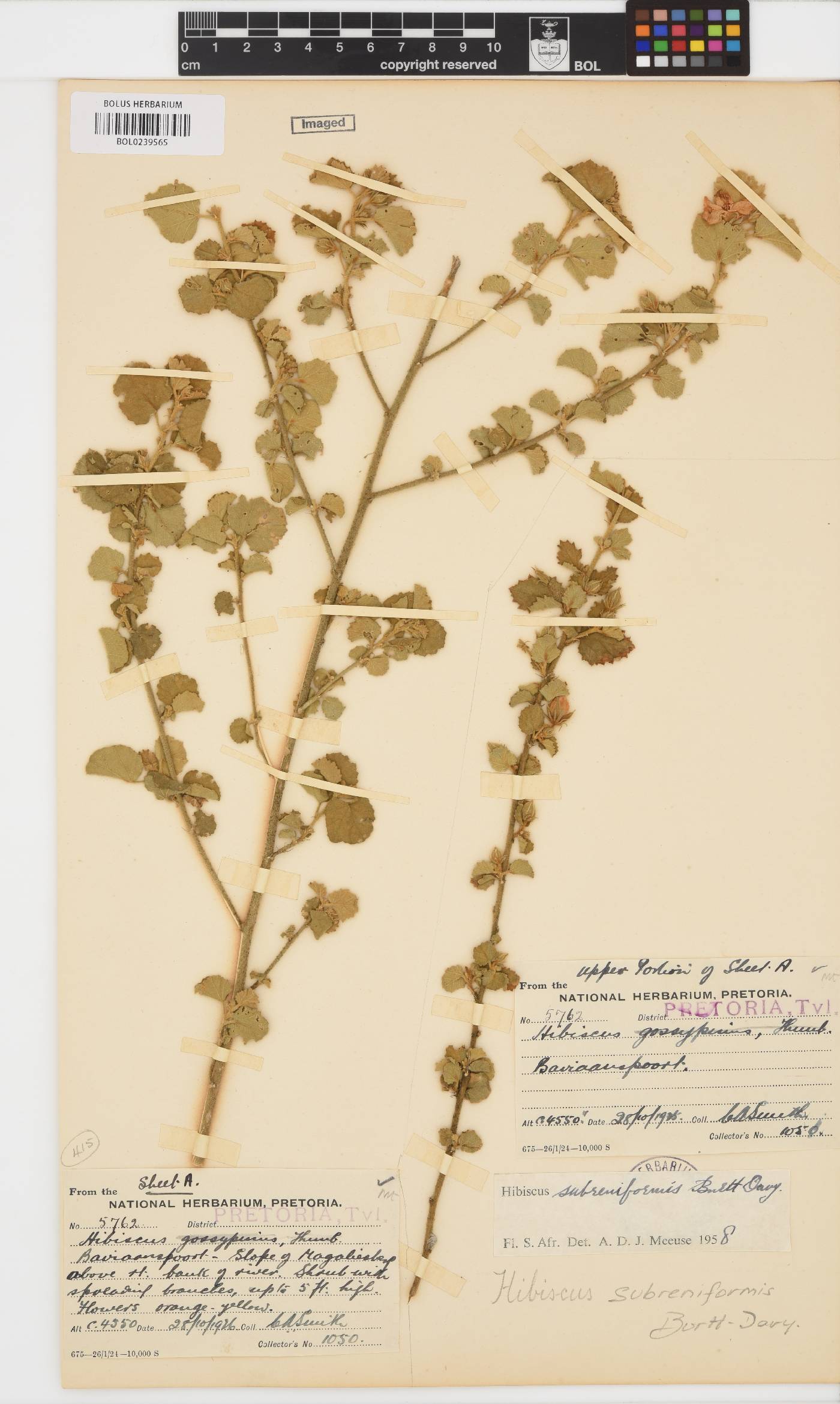 Hibiscus subreniformis image