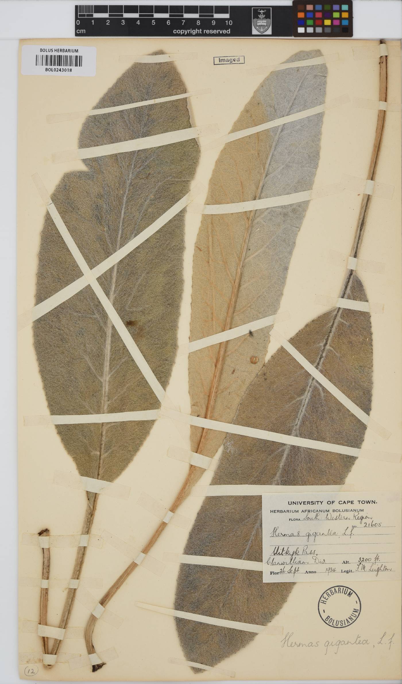 Hermas gigantea image