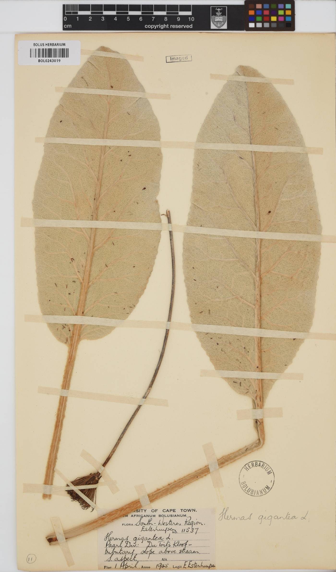 Hermas gigantea image