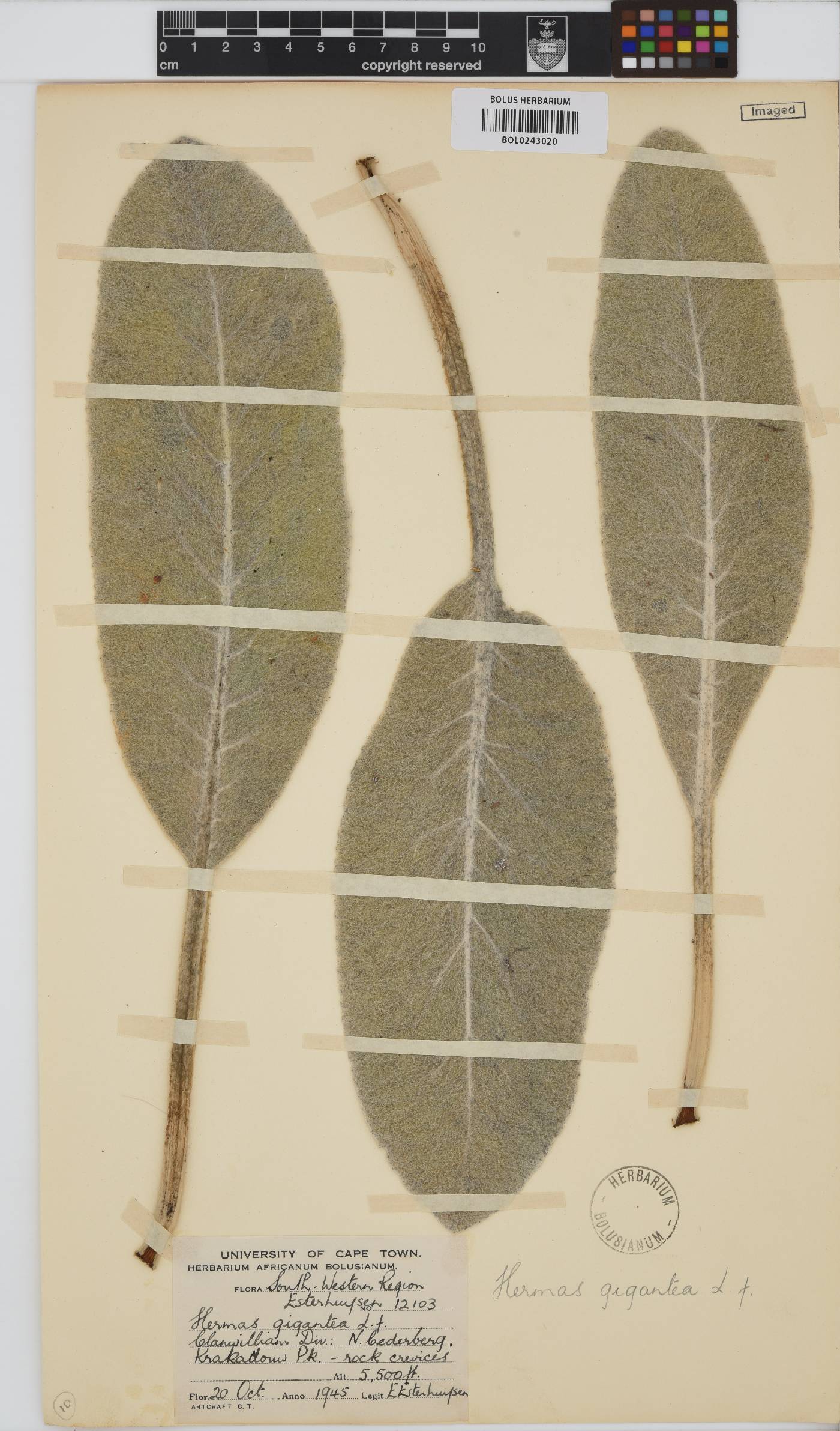 Hermas gigantea image