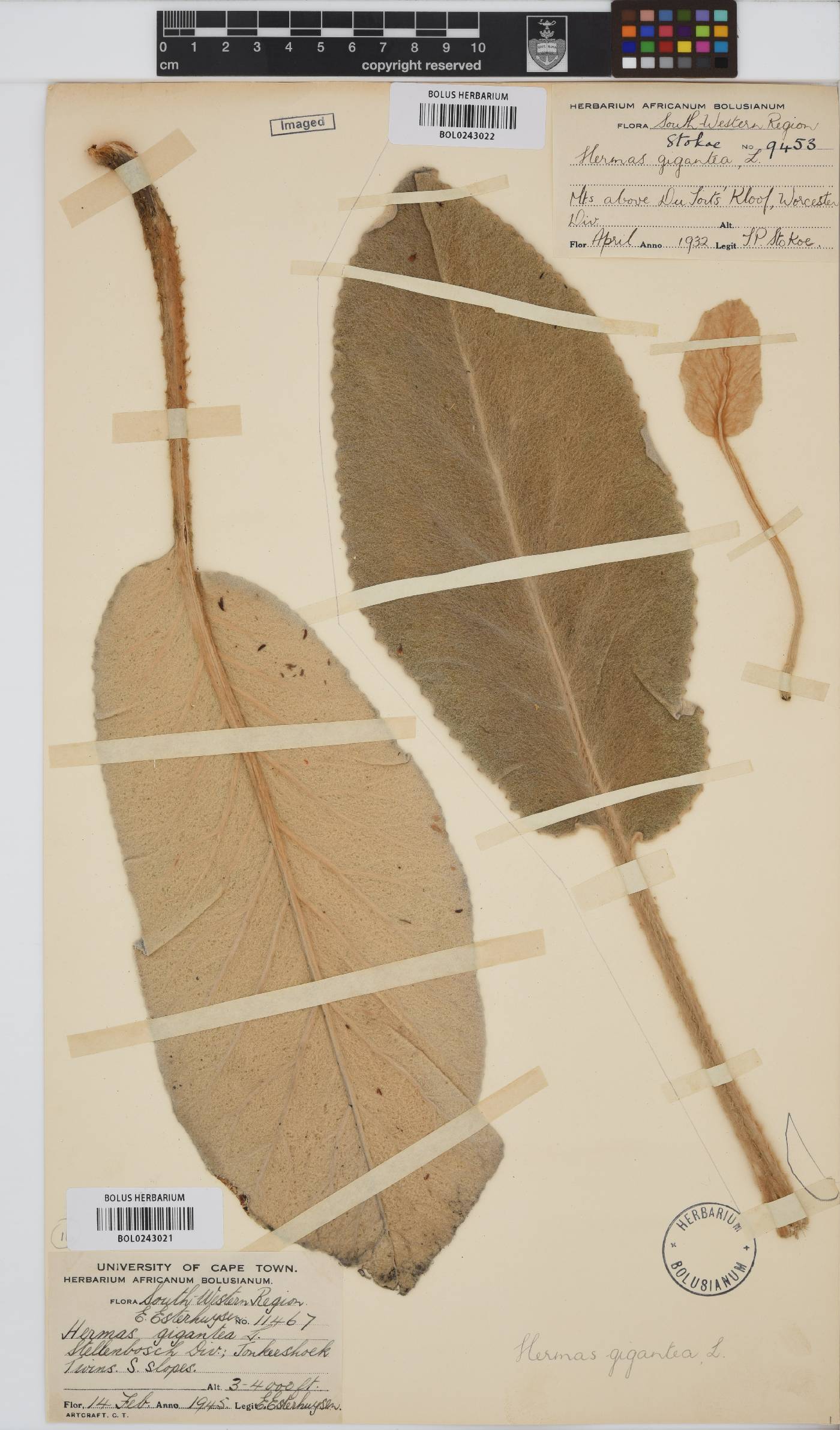 Hermas gigantea image